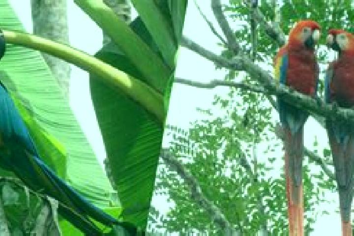 Escorts Guacamayas, Colombia — Local Companions