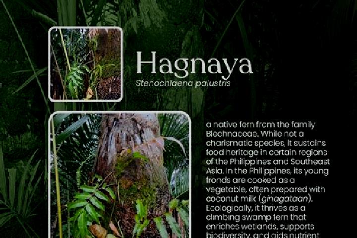 Escorts Hagnaya, Philippines — Local Companions