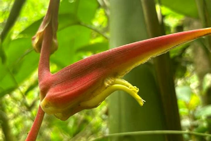 Escorts Heliconia, Colombia — Local Companions