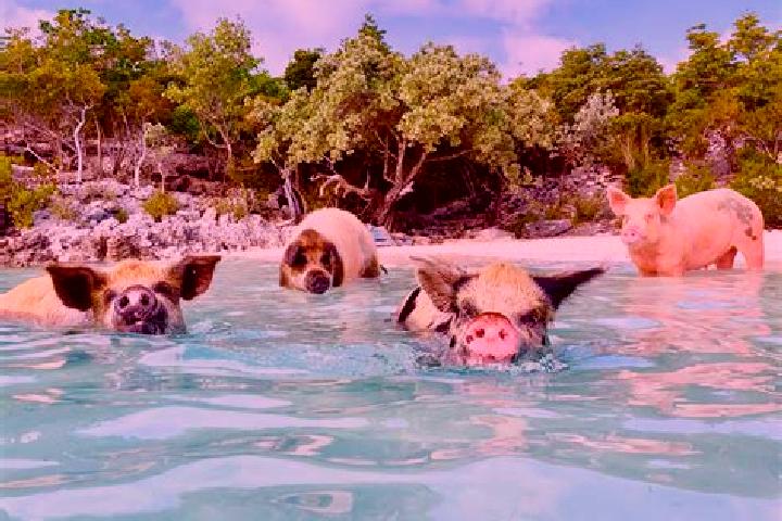 Escorts High Rock, Bahamas — Local Companions