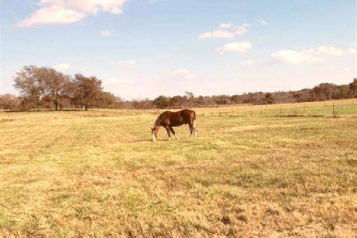 Escorts Horse Pasture, United States — Local Companions