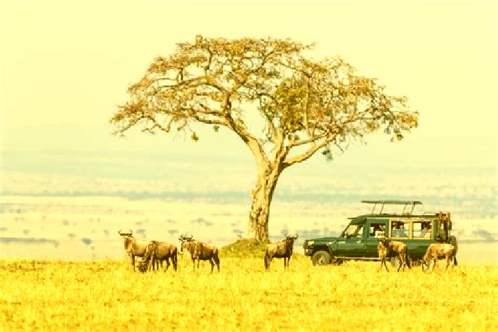 Escorts Il, Kenya — Local Companions