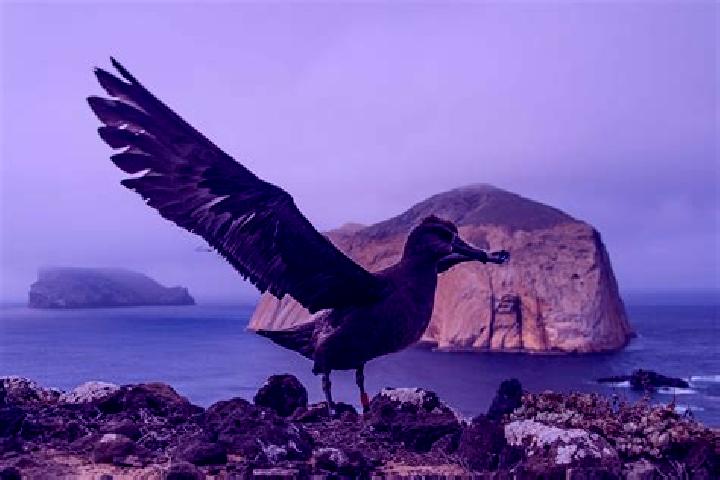 Escorts Isla Guadalupe, Mexico — Local Companions