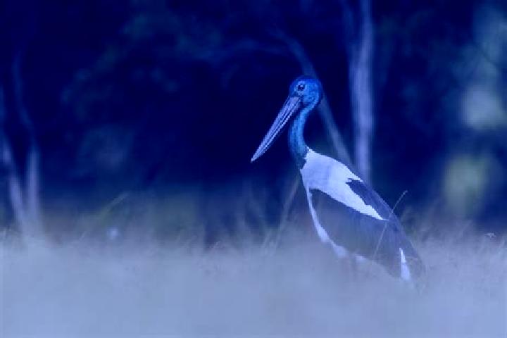 Escorts Jabiru, Australia — Local Companions