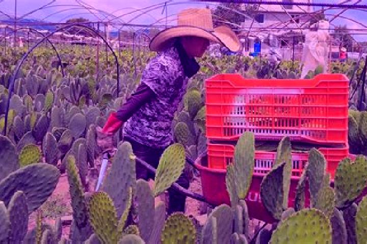 Escorts Joconoxtle (La Tuna), Mexico — Local Companions