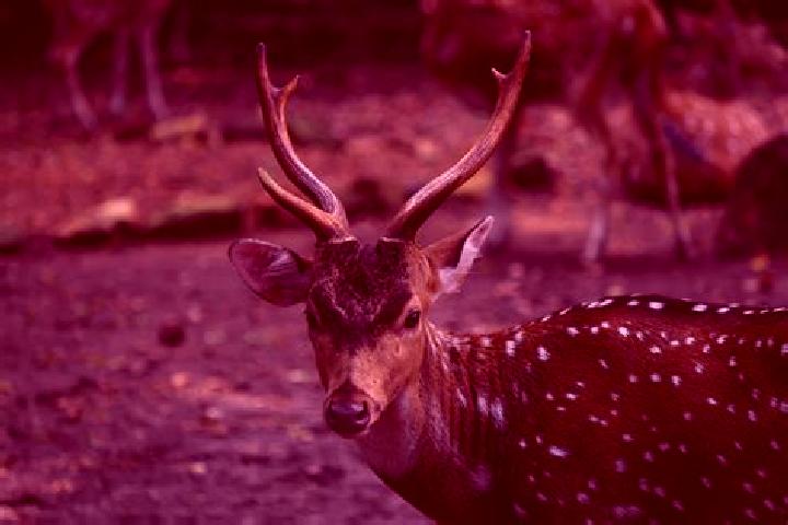 Escorts Kapas Herd, India — Local Companions