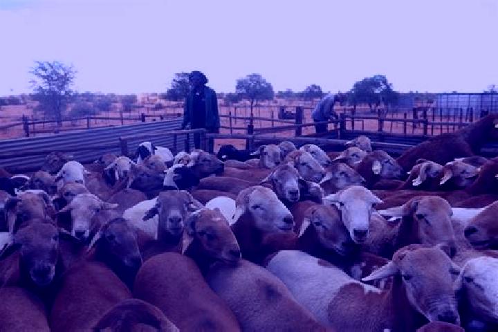 Escorts Khuis, Botswana — Local Companions