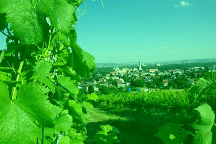 Escorts Klosterneuburg, Austria — Local Companions