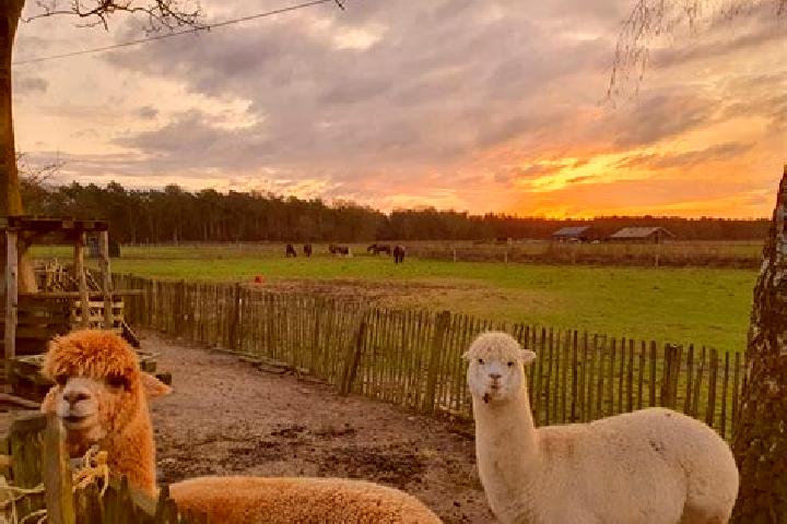 Escorts Knegsel, Netherlands — Local Companions