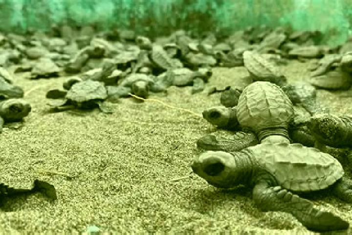 Escorts La Tortuga, Mexico — Local Companions