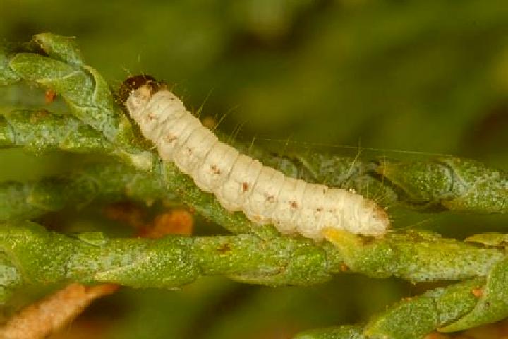 Escorts Larva, Spain — Local Companions