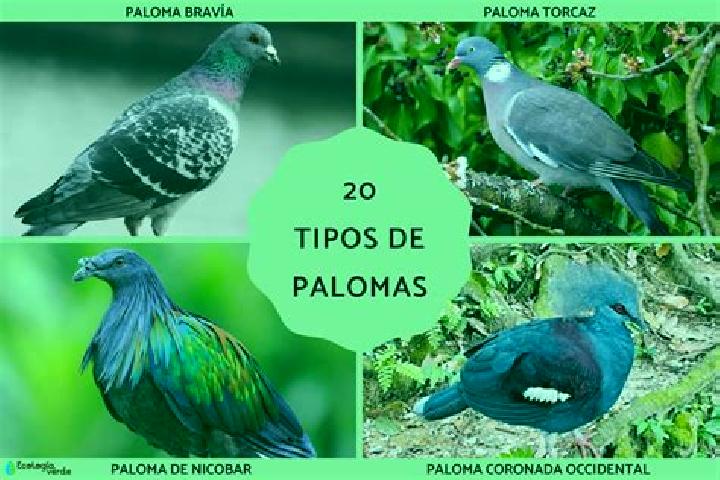 Escorts Las Palomas (Bajo Paloma), Mexico — Local Companions