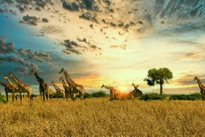 Escorts Letlhakane, Botswana — Local Companions