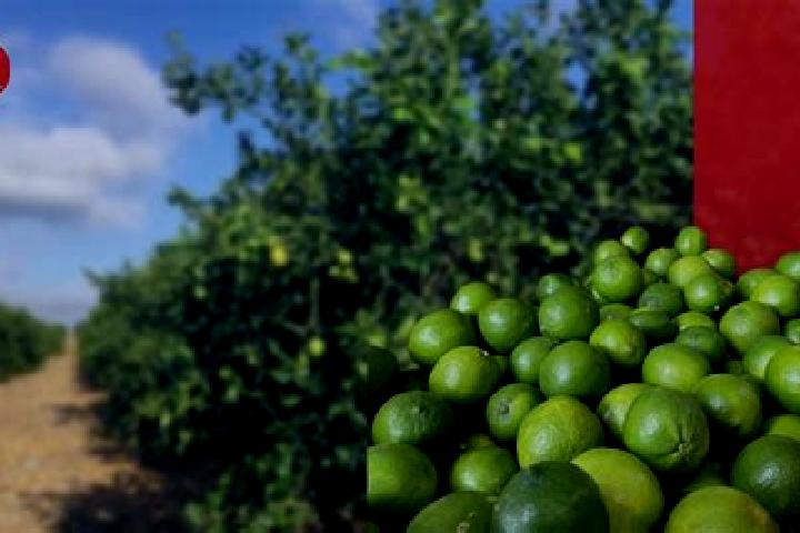 Escorts Limones, Mexico — Local Companions