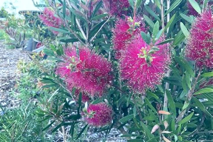 Escorts Linton, Australia — Local Companions