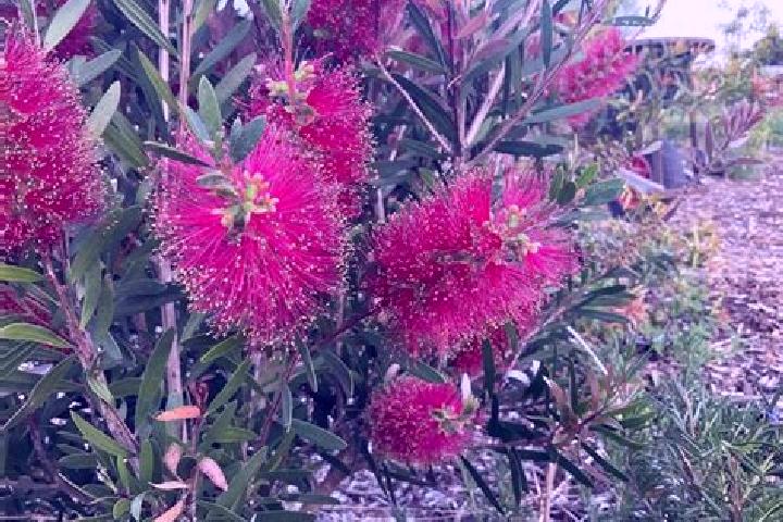Escorts Little Bay, Australia — Local Companions