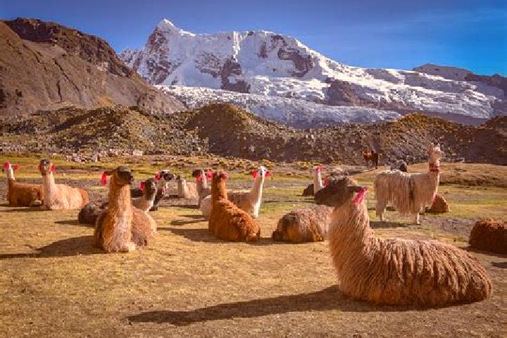 Escorts Los Andes, Ecuador — Local Companions