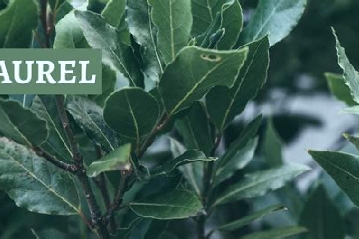 Escorts Los Laureles, Argentina — Local Companions