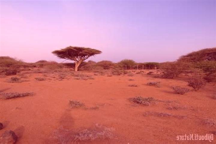 Escorts Loyada, Djibouti — Local Companions