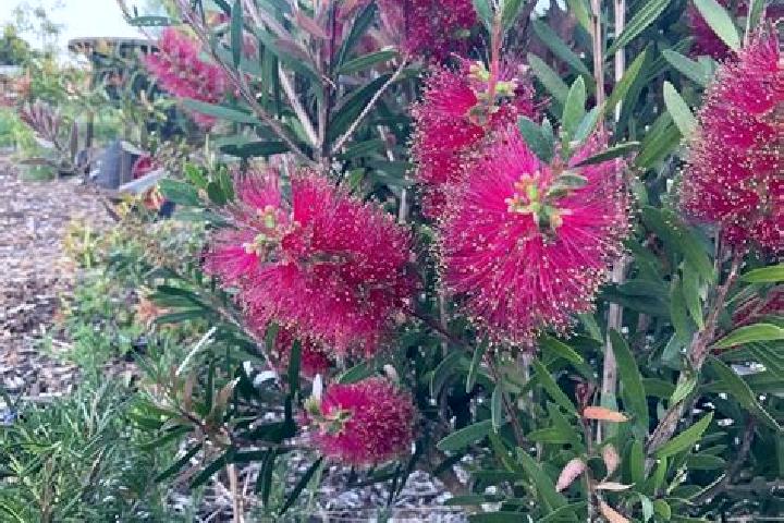 Escorts Lyons, Australia — Local Companions