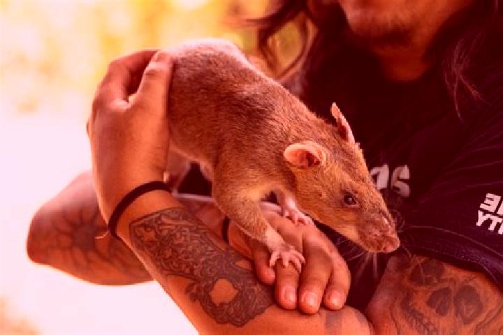 Escorts Maha Rat, Thailand — Local Companions