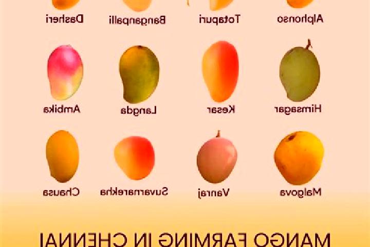 Escorts Mango, India — Local Companions