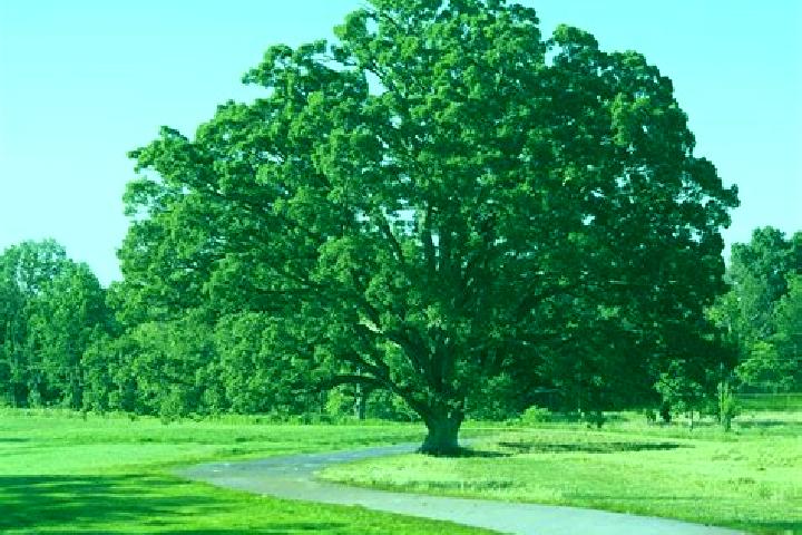 Escorts Marked Tree, United States — Local Companions
