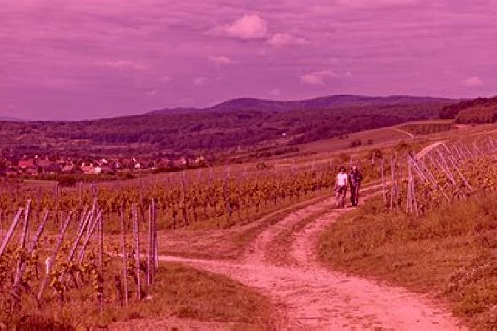Escorts Marlenheim, France — Local Companions