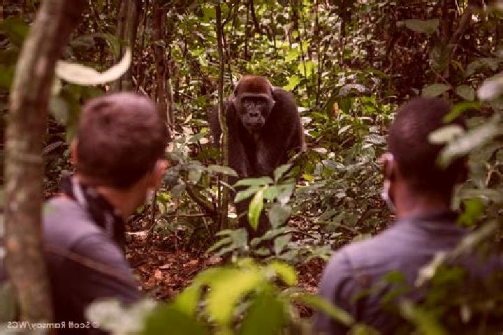 Escorts Masi-Manimba, DR Congo — Local Companions