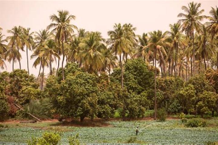 Escorts Mboro, Senegal — Local Companions