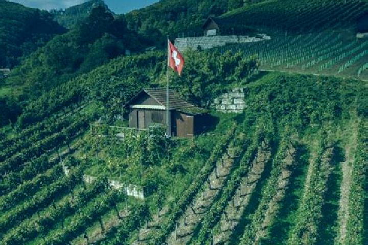 Escorts Mex, Switzerland — Local Companions