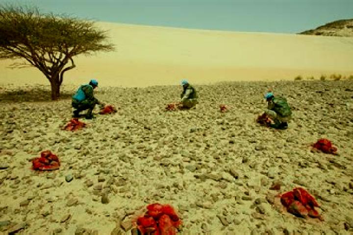 Escorts Mijek, Western Sahara — Local Companions