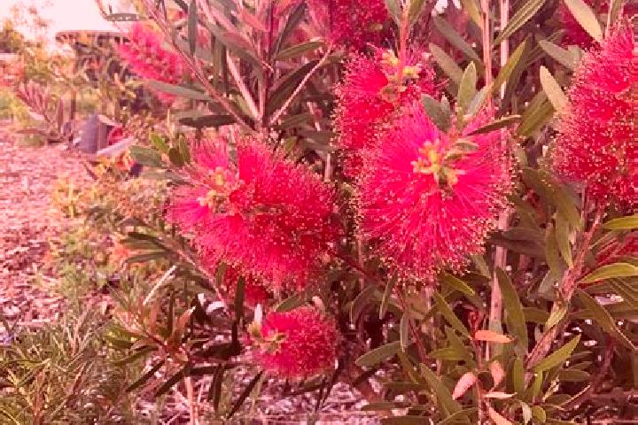 Escorts Morningside, Australia — Local Companions