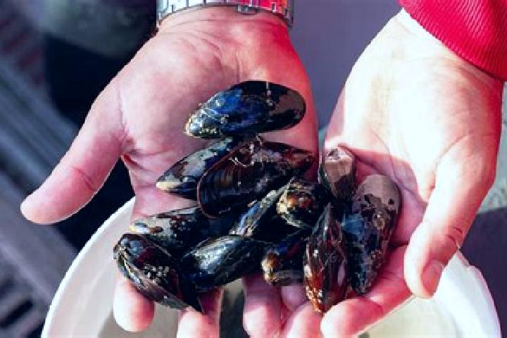 Escorts Mussel, Netherlands — Local Companions
