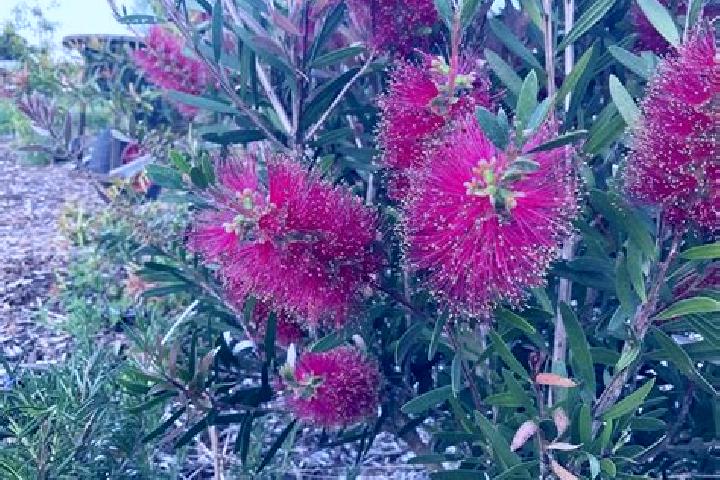 Escorts Myrtleford, Australia — Local Companions