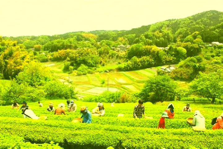 Escorts Nabari, Japan — Local Companions