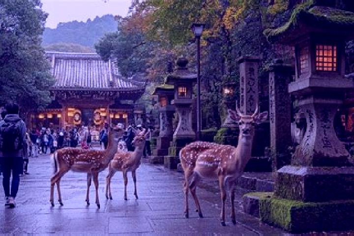 Escorts Nara-shi, Japan — Local Companions