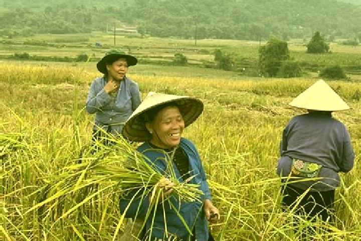 Escorts Nghia Lo, Vietnam — Local Companions