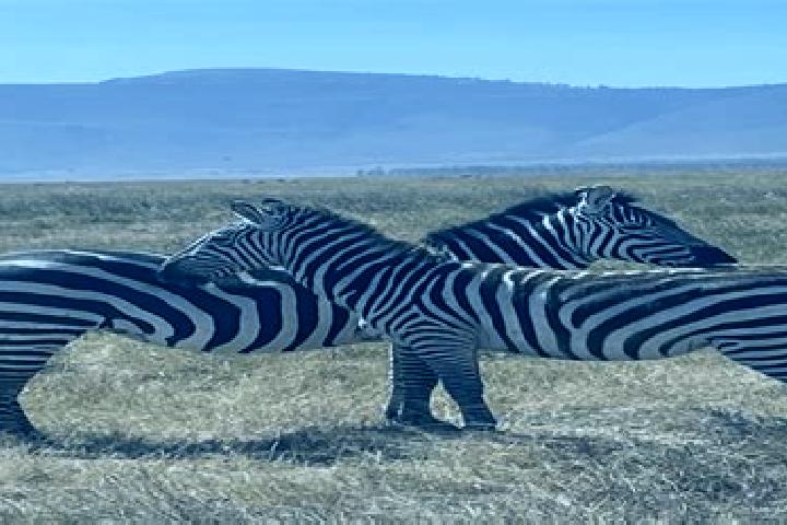 Escorts Ngorongoro, Tanzania — Local Companions