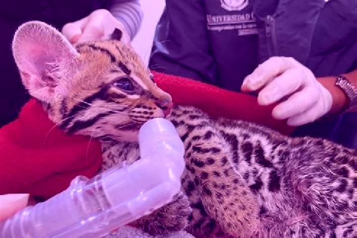 Escorts Ocelota, Mexico — Local Companions