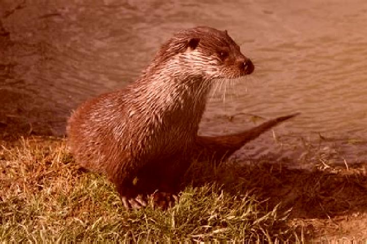 Escorts Otter, Germany — Local Companions