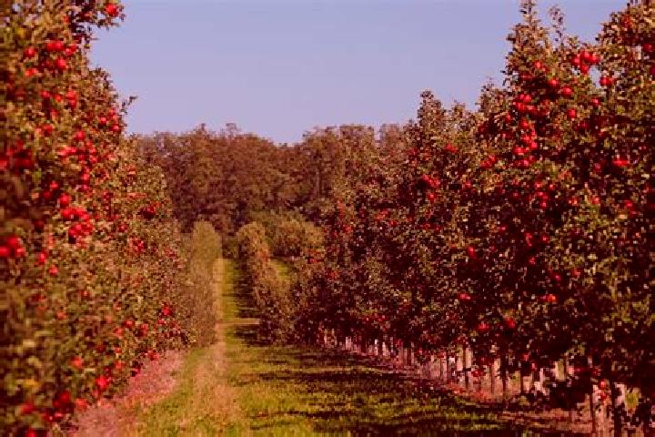 Escorts Park Orchards, Australia — Local Companions