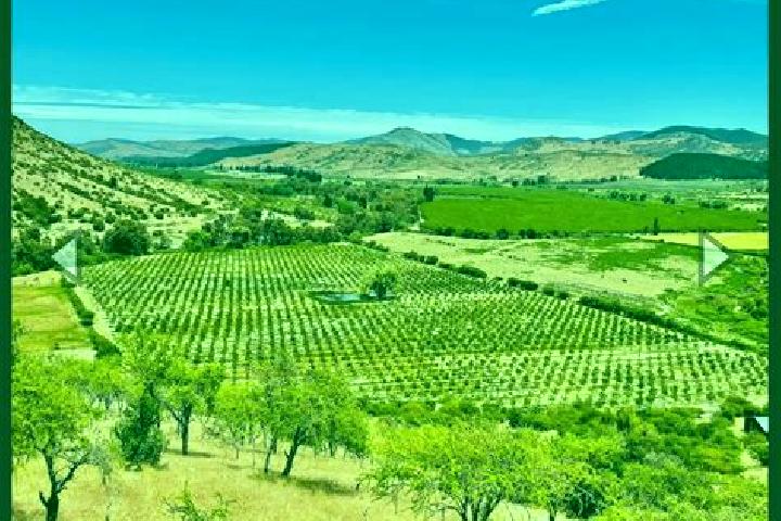 Escorts Pencahue, Chile — Local Companions