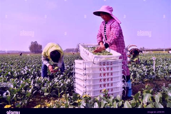 Escorts Pingdingshan, China — Local Companions
