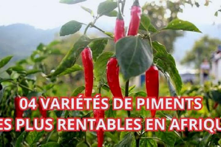 Escorts Port-a-Piment, Haiti — Local Companions