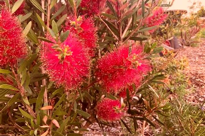Escorts Prairiewood, Australia — Local Companions