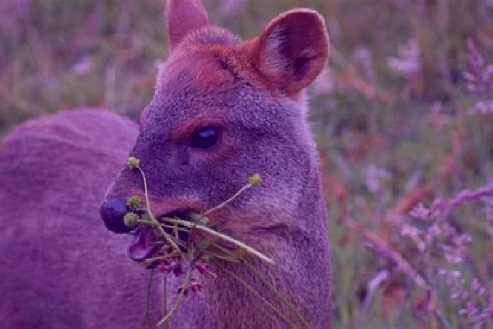 Escorts Pudu, India — Local Companions