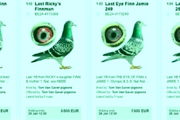 Escorts Pulle, Belgium — Local Companions