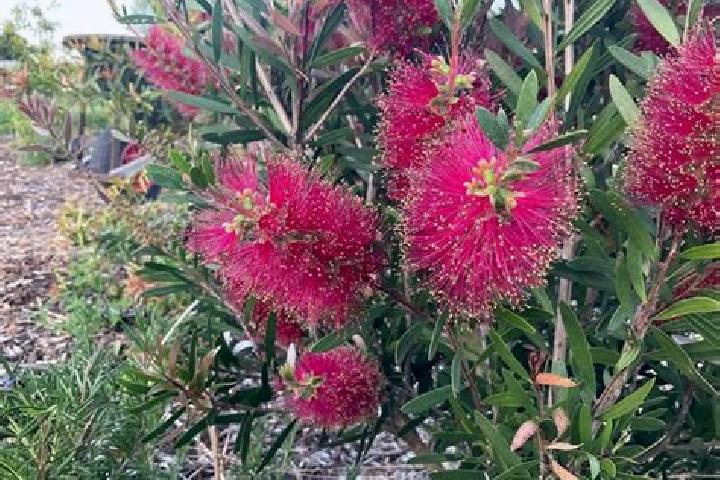 Escorts Pullenvale, Australia — Local Companions