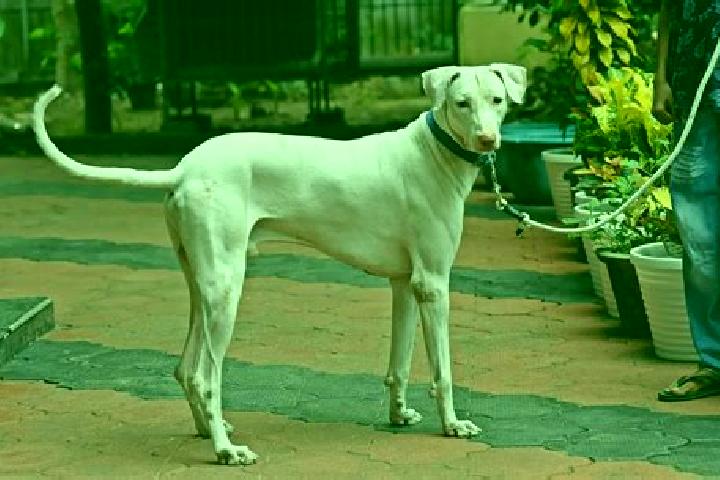 Escorts Rajapalayam, India — Local Companions